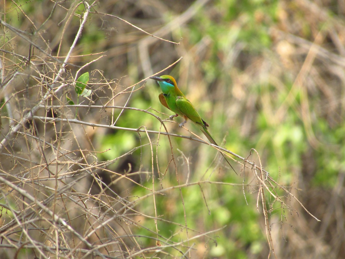 Asian Green Bee-eater - ML620205716