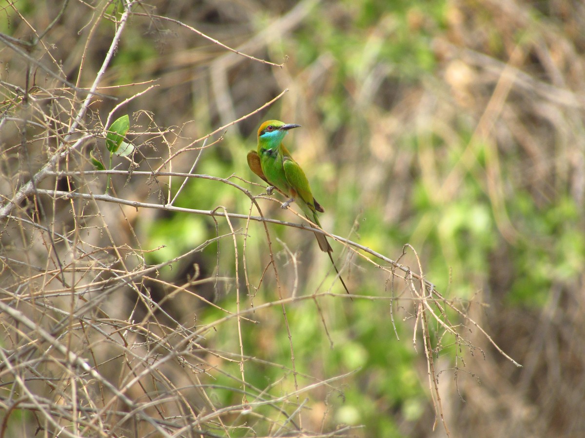 Asian Green Bee-eater - ML620205717