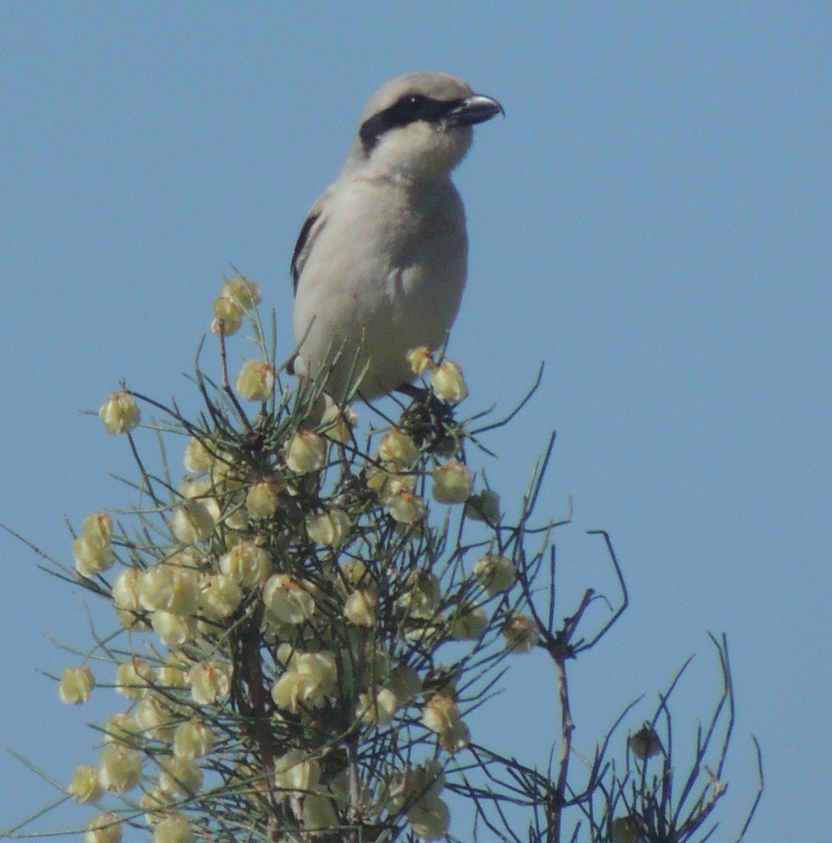 Great Gray Shrike (Steppe) - Mark Easterbrook