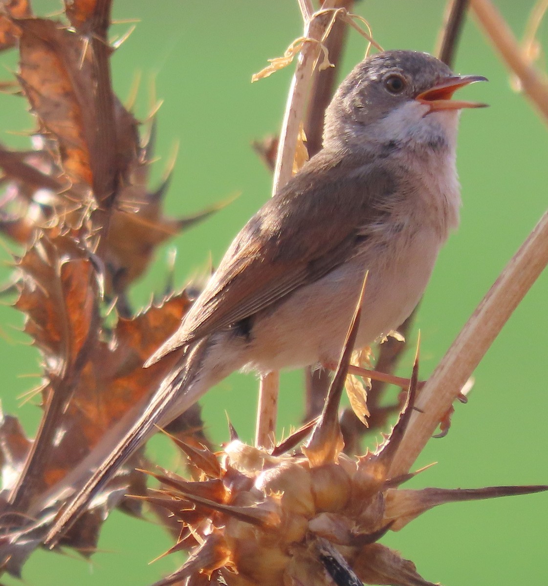 Spectacled Warbler - ML620205724