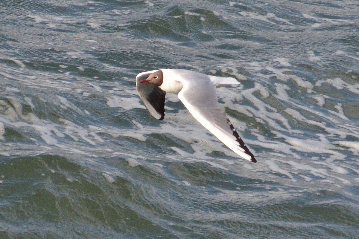 Black-headed Gull - ML620205732