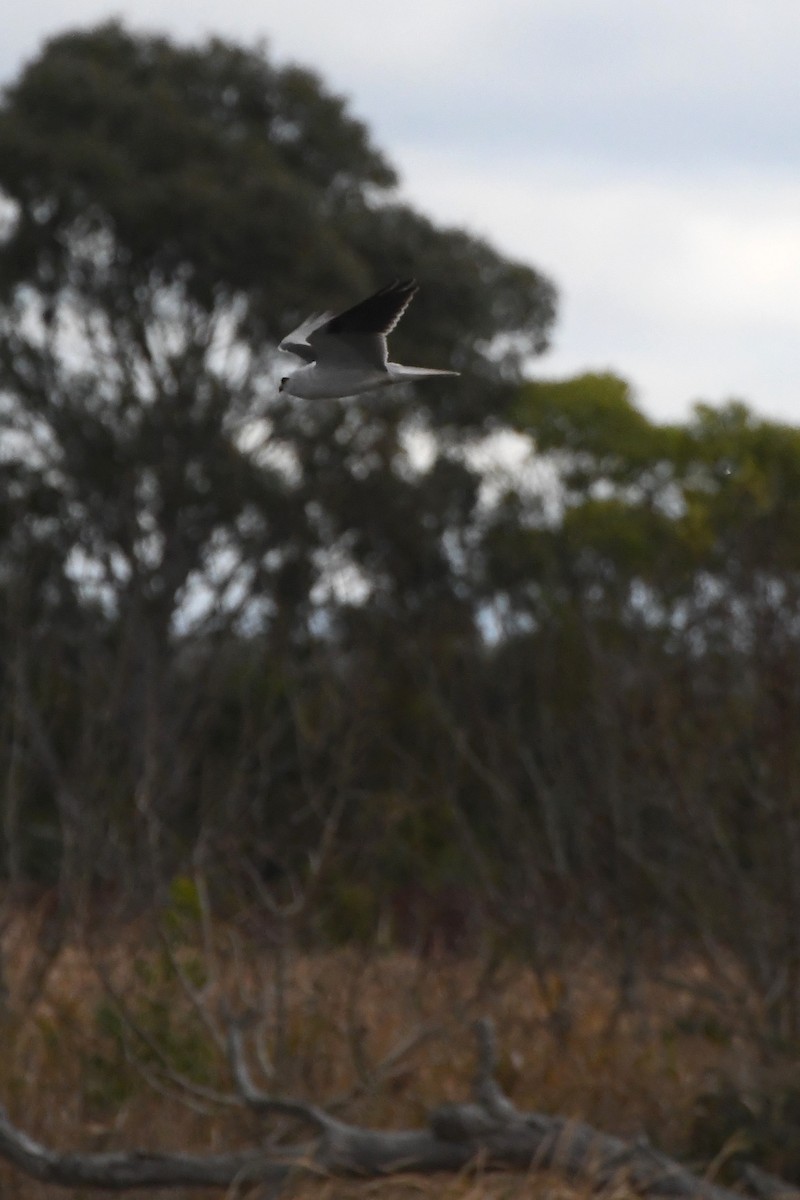 Black-shouldered Kite - ML620205750