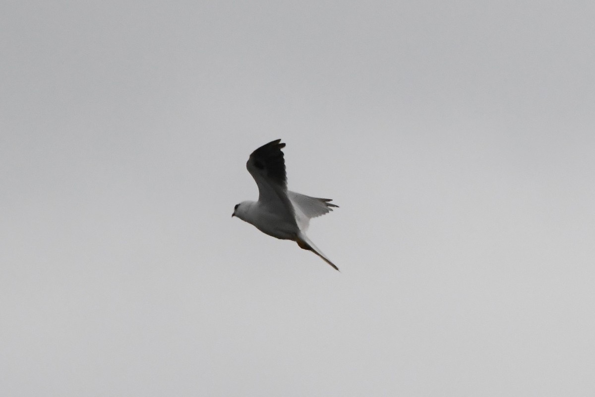 Black-shouldered Kite - ML620205751