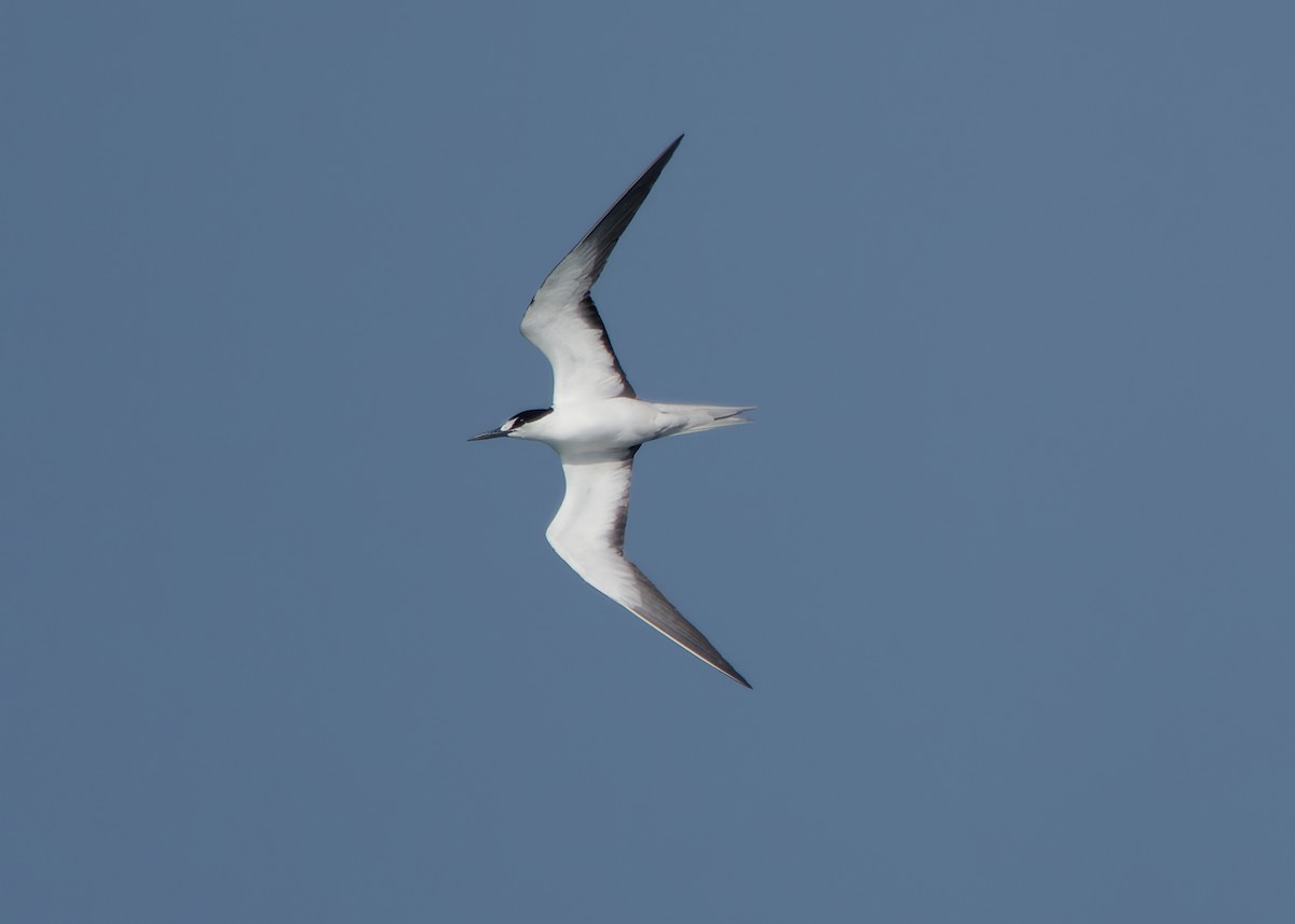 Sooty Tern - ML620205752