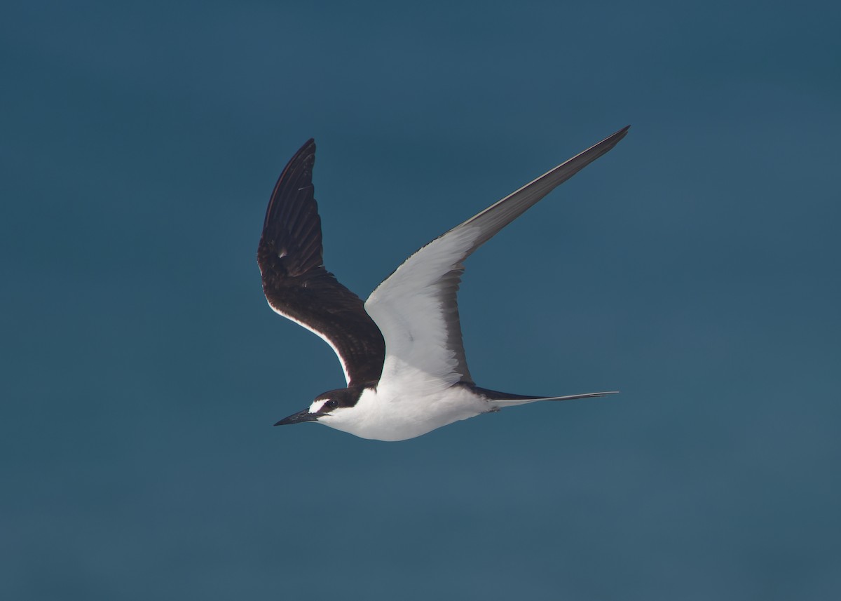 Sooty Tern - ML620205754