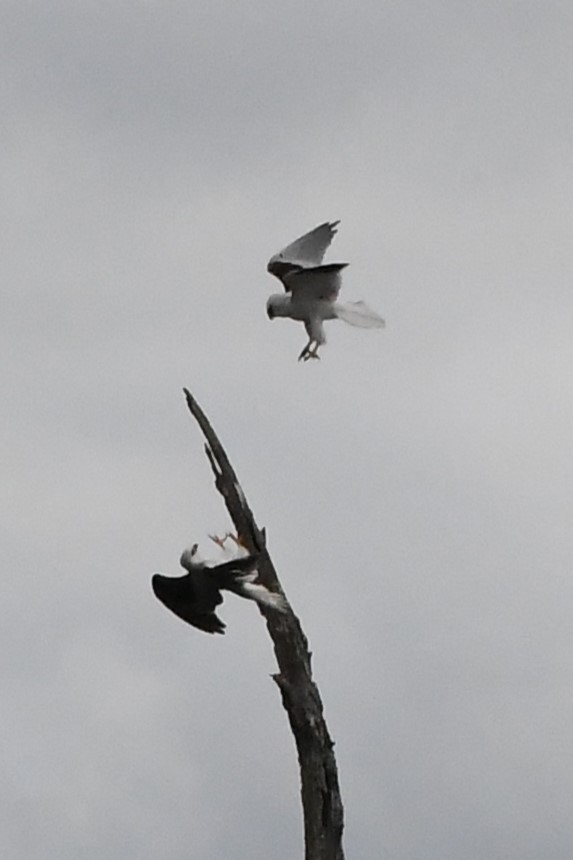 Black-shouldered Kite - ML620205756