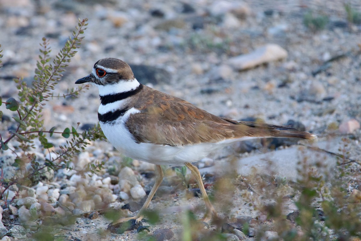 Killdeer - ML620205757