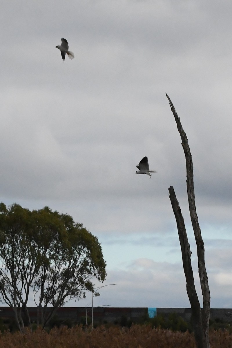 Black-shouldered Kite - ML620205760