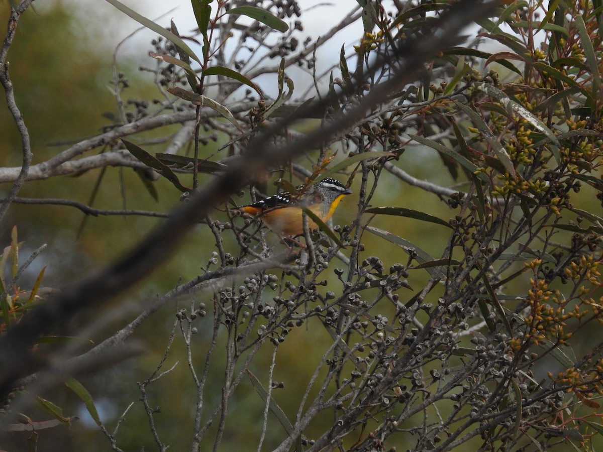 Spotted Pardalote - ML620205769
