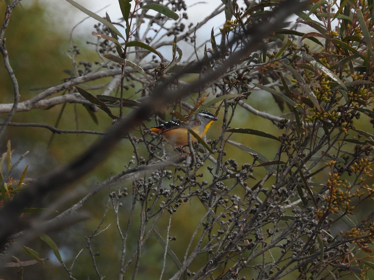 Fleckenpanthervogel - ML620205769