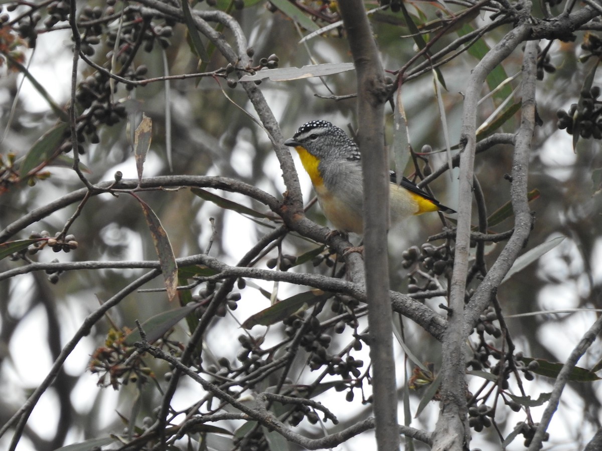 Spotted Pardalote - ML620205770