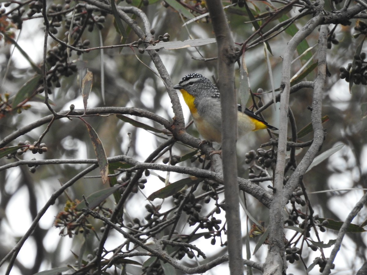 Pardalote pointillé - ML620205770