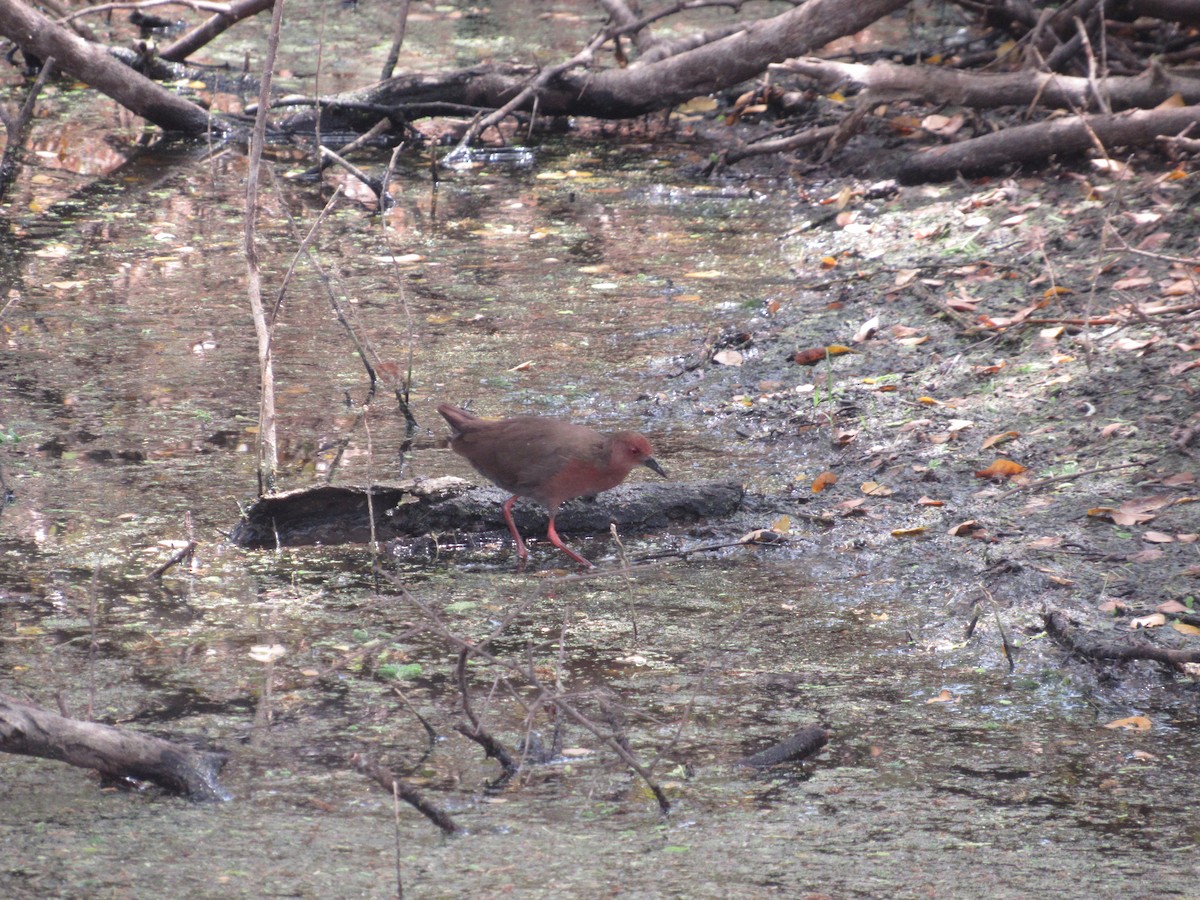 Ruddy-breasted Crake - ML620205771