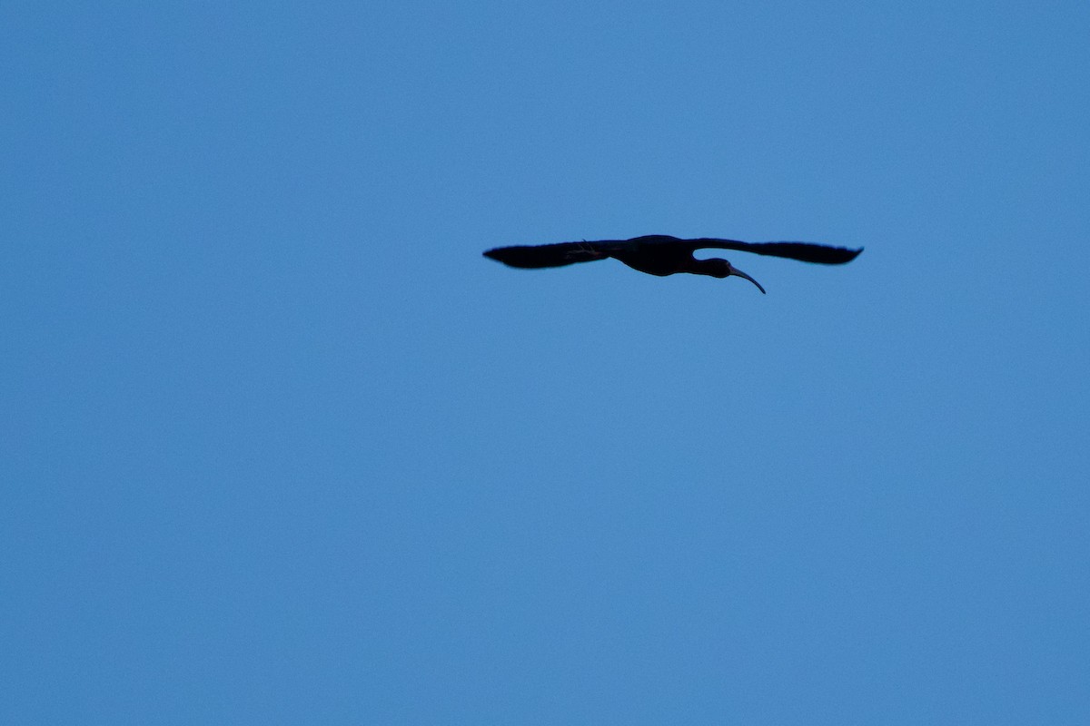 ibis americký - ML620205773