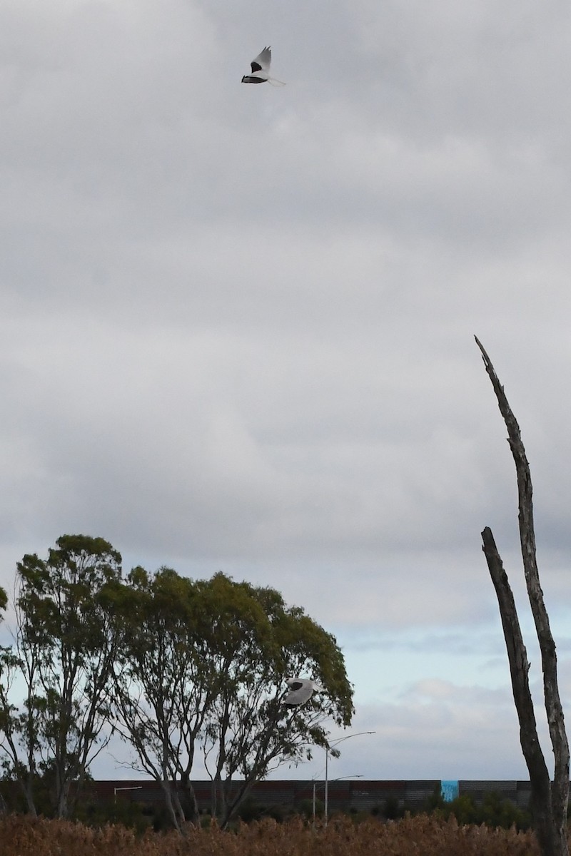 Black-shouldered Kite - ML620205774