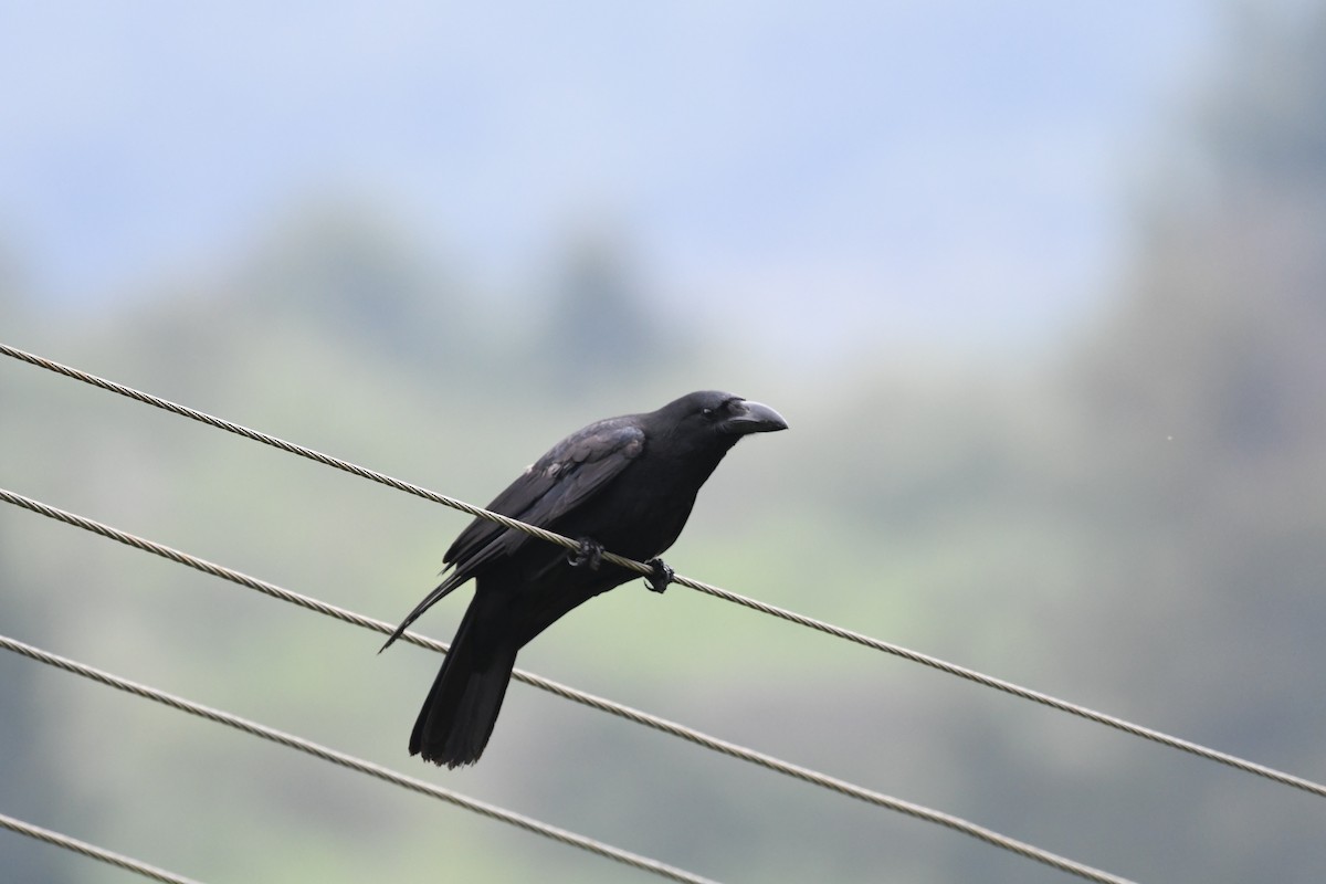 Large-billed Crow - ML620205778