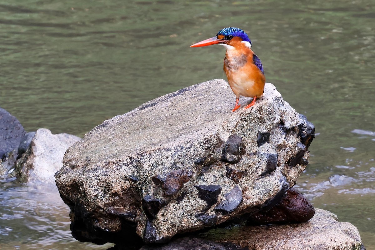 Malachite Kingfisher (Sao Tome) - ML620205781