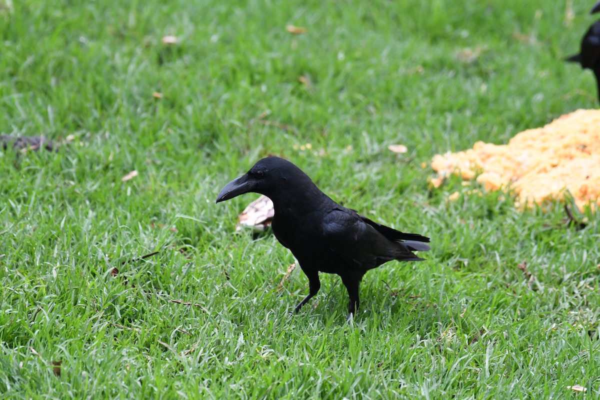 Large-billed Crow - ML620205794
