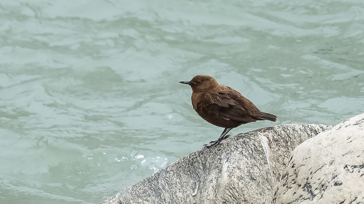 Brown Dipper - ML620205797