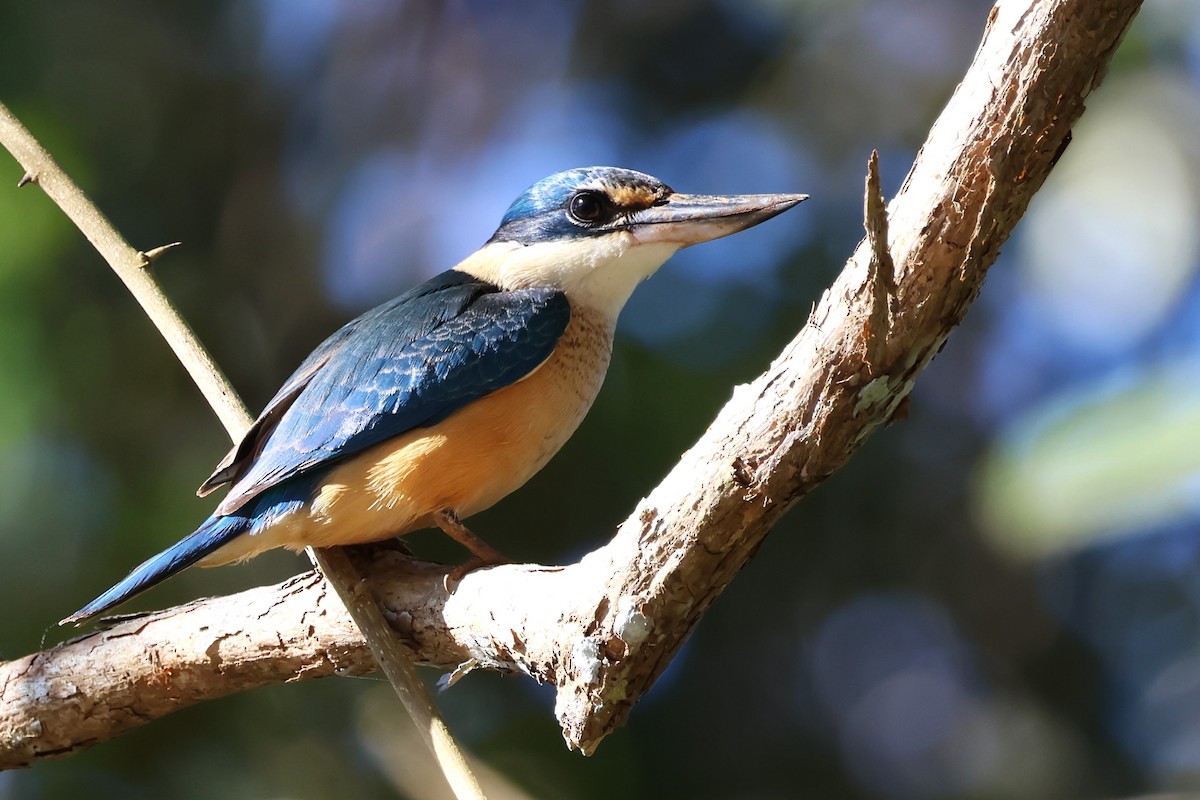 Sacred Kingfisher - ML620205805