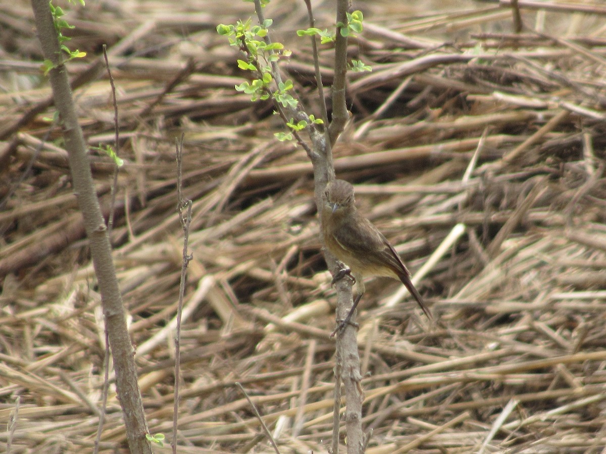 Pied Bushchat - ML620205807