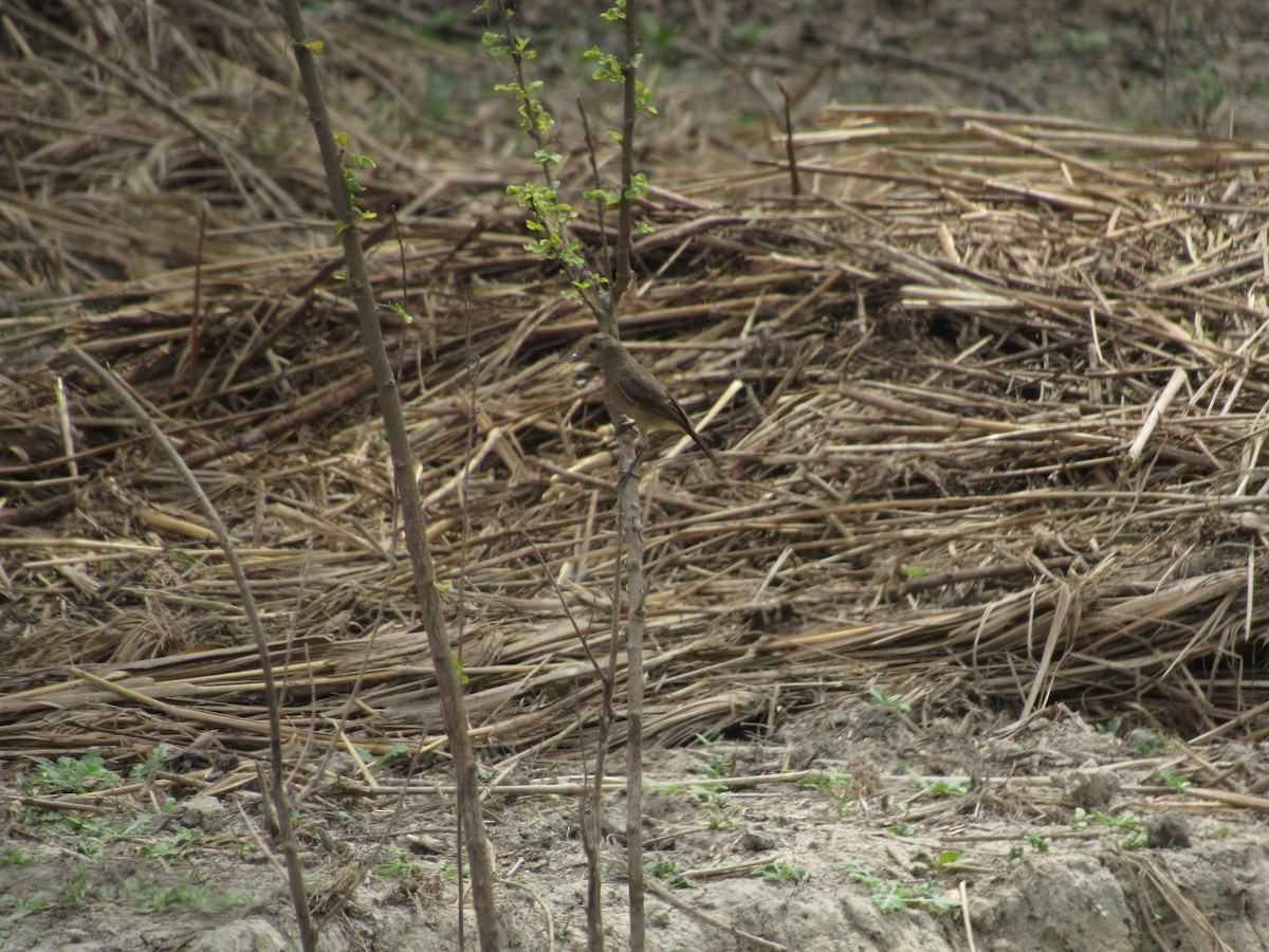 Pied Bushchat - ML620205808