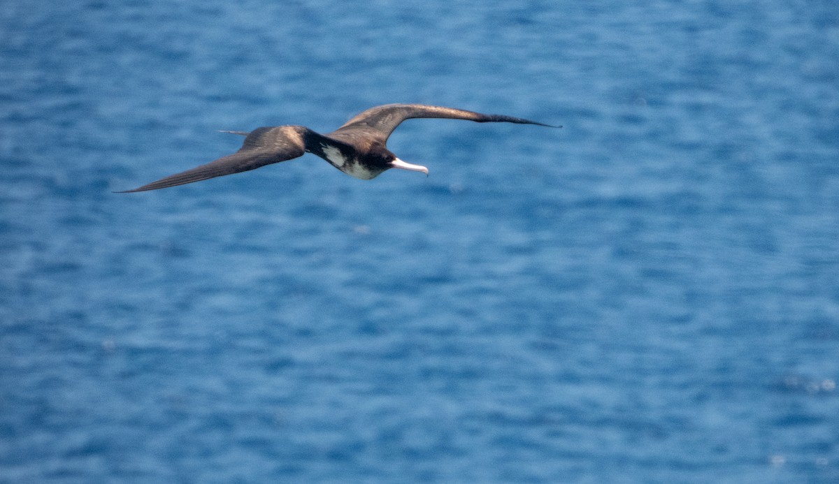 Great Frigatebird - ML620205812