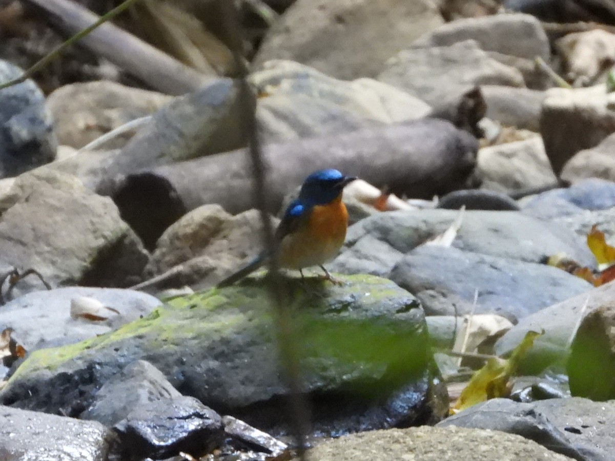 Chinese Blue Flycatcher - ML620205825