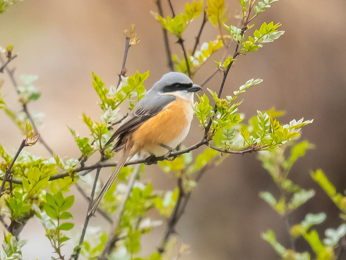 Gray-backed Shrike - ML620205834