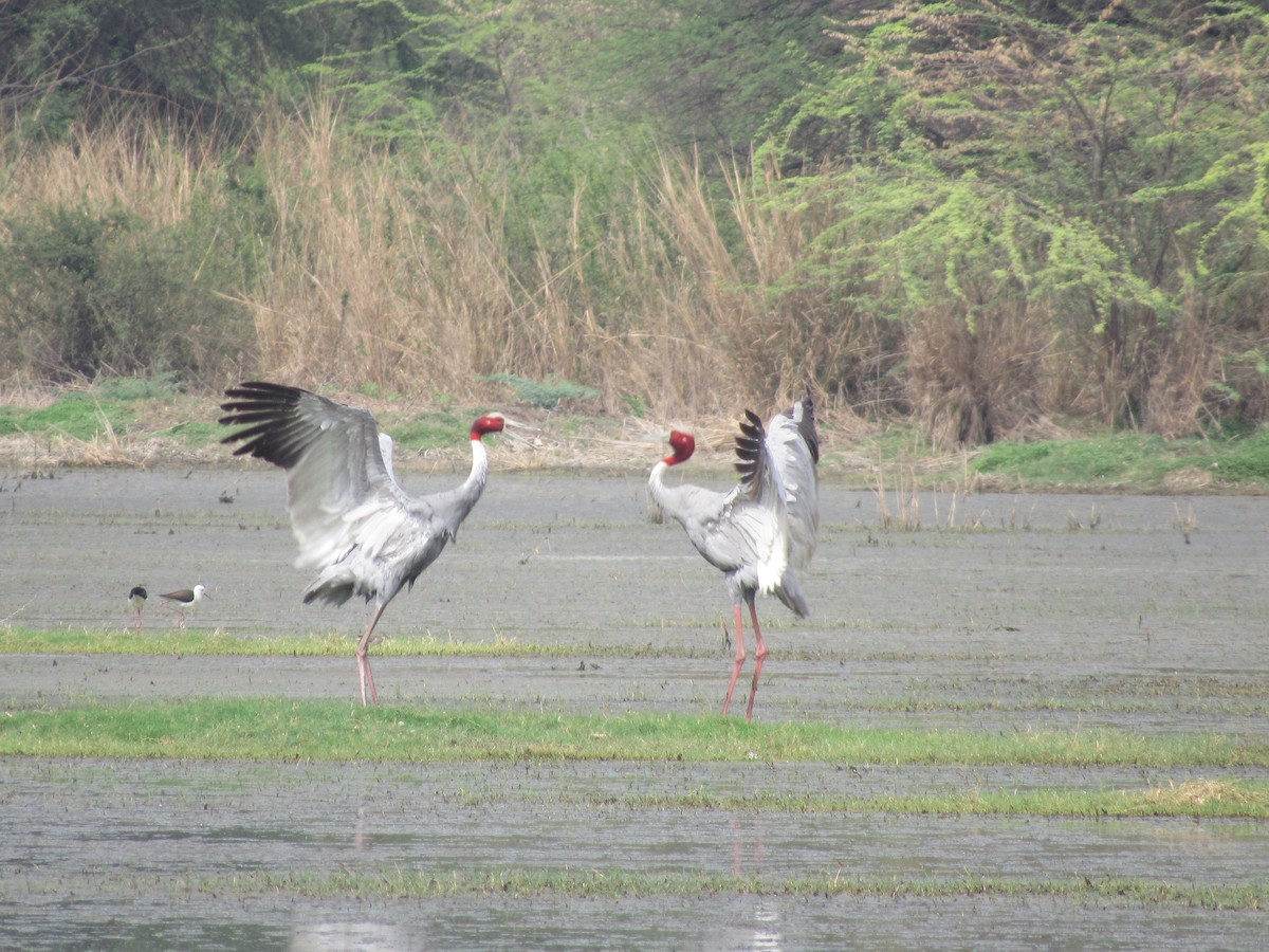 Sarus Crane - ML620205839