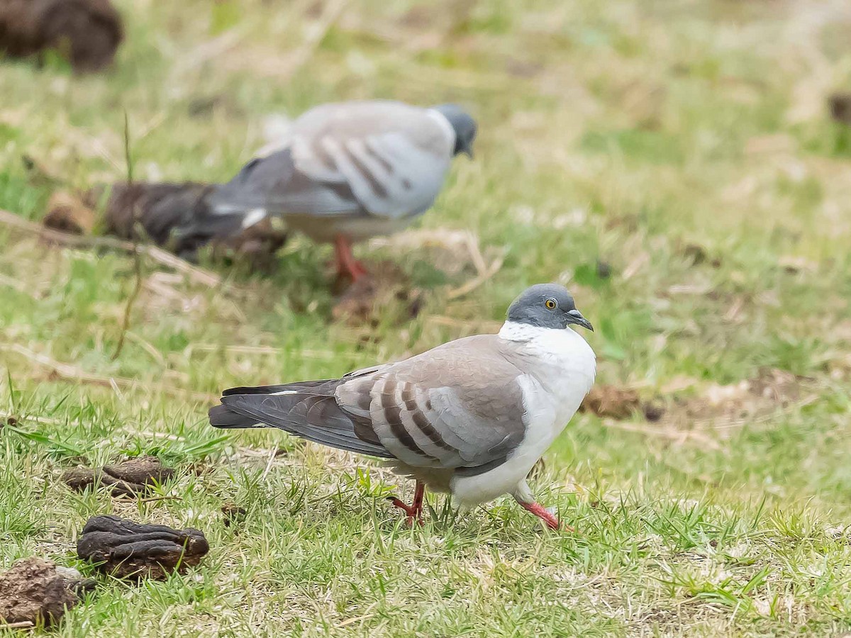 Snow Pigeon - ML620205843