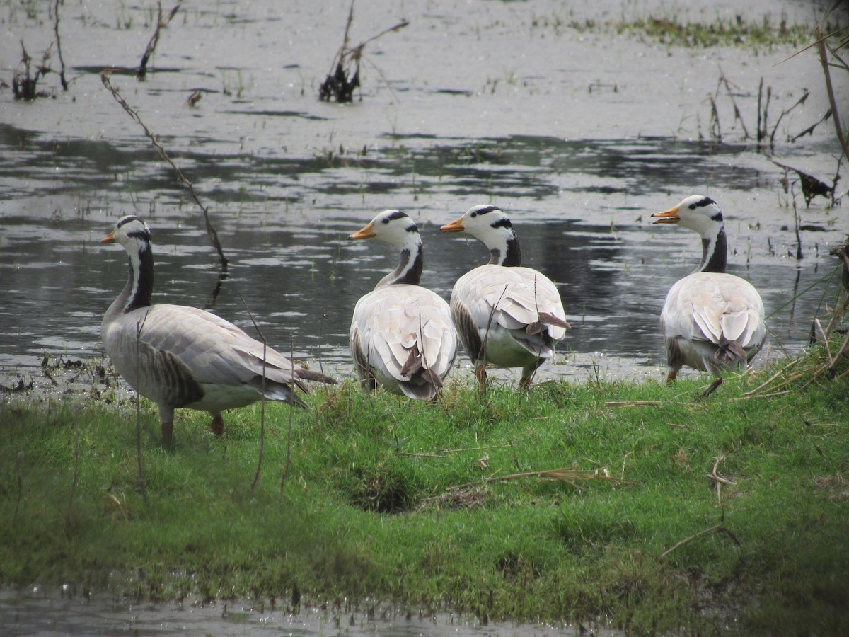 Bar-headed Goose - ML620205845