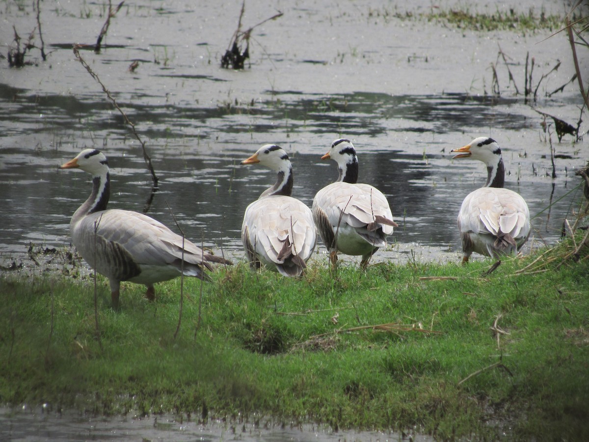 Bar-headed Goose - ML620205846