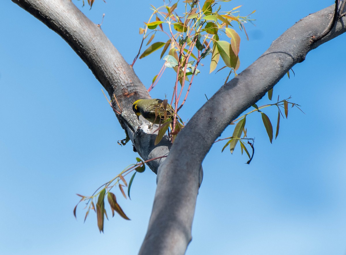 Yellow-tufted Honeyeater - ML620205847