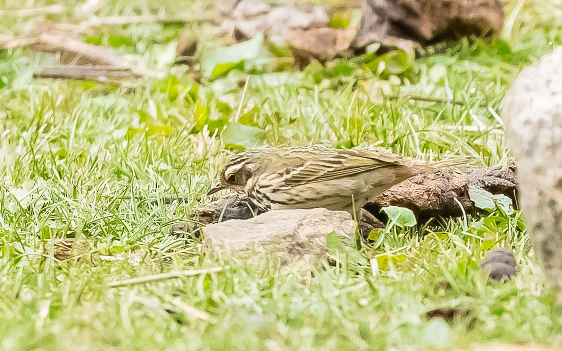 Olive-backed Pipit - ML620205848