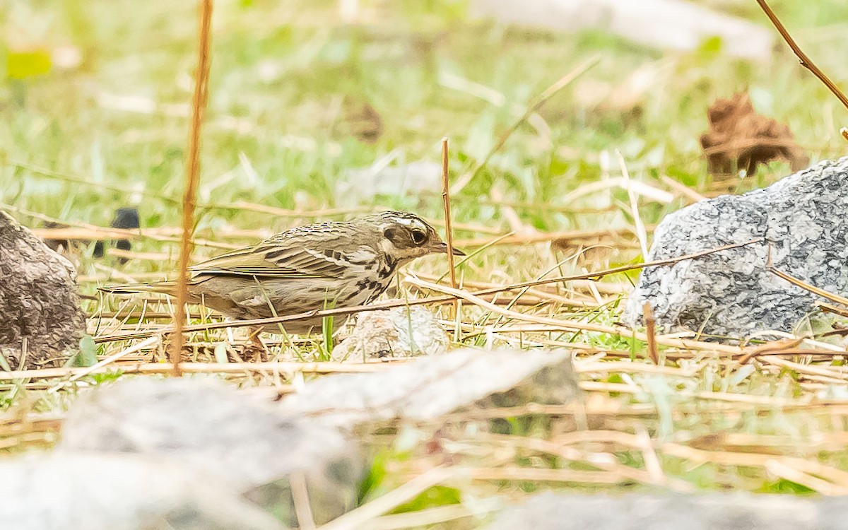Olive-backed Pipit - ML620205849