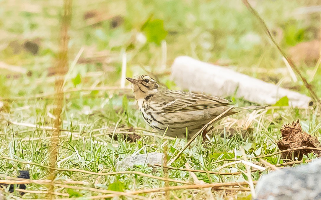 Olive-backed Pipit - ML620205850
