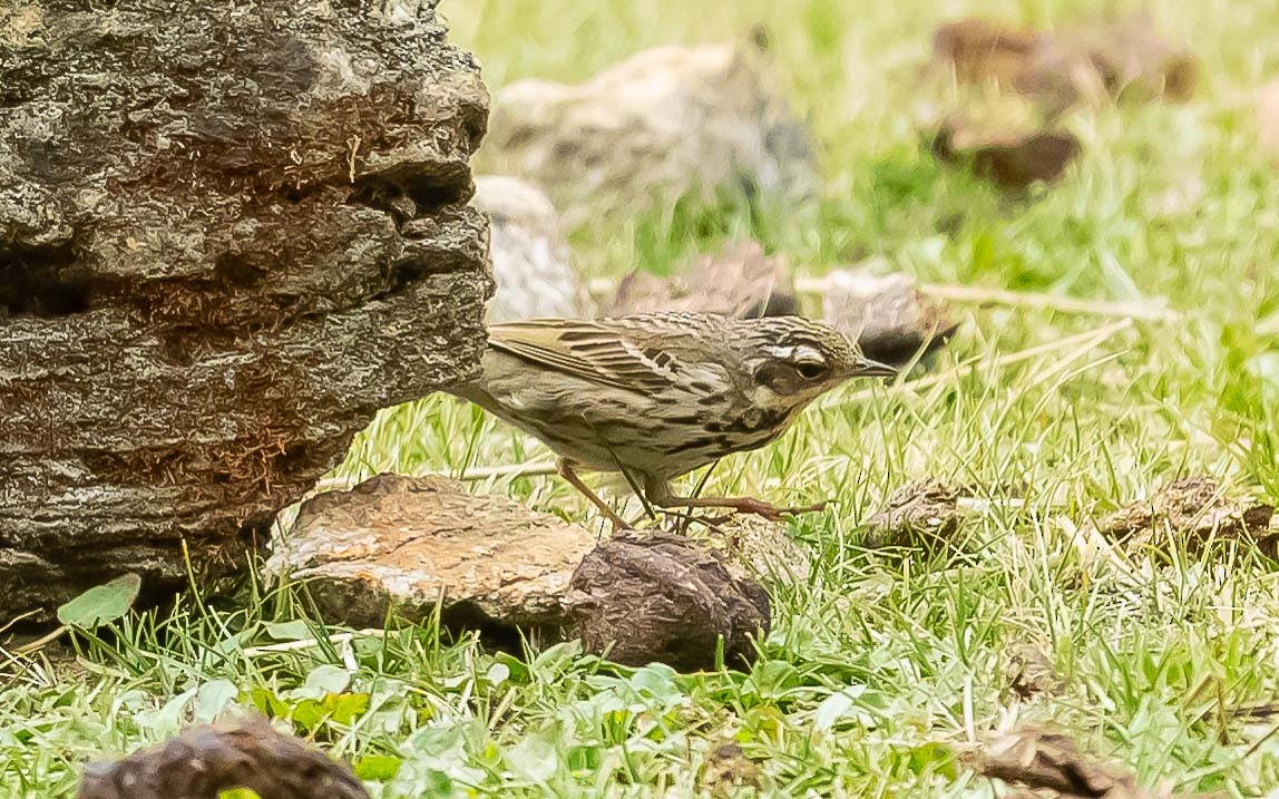 Olive-backed Pipit - ML620205851