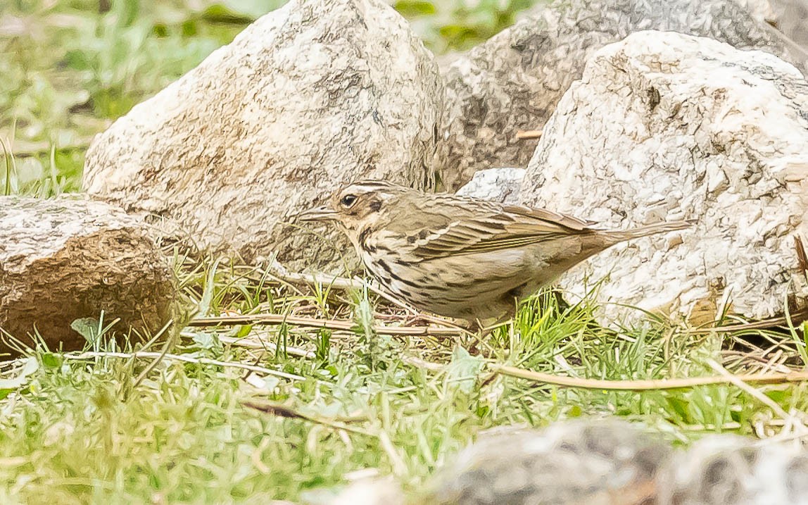 Olive-backed Pipit - ML620205852