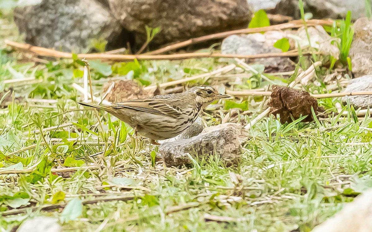 Olive-backed Pipit - ML620205853