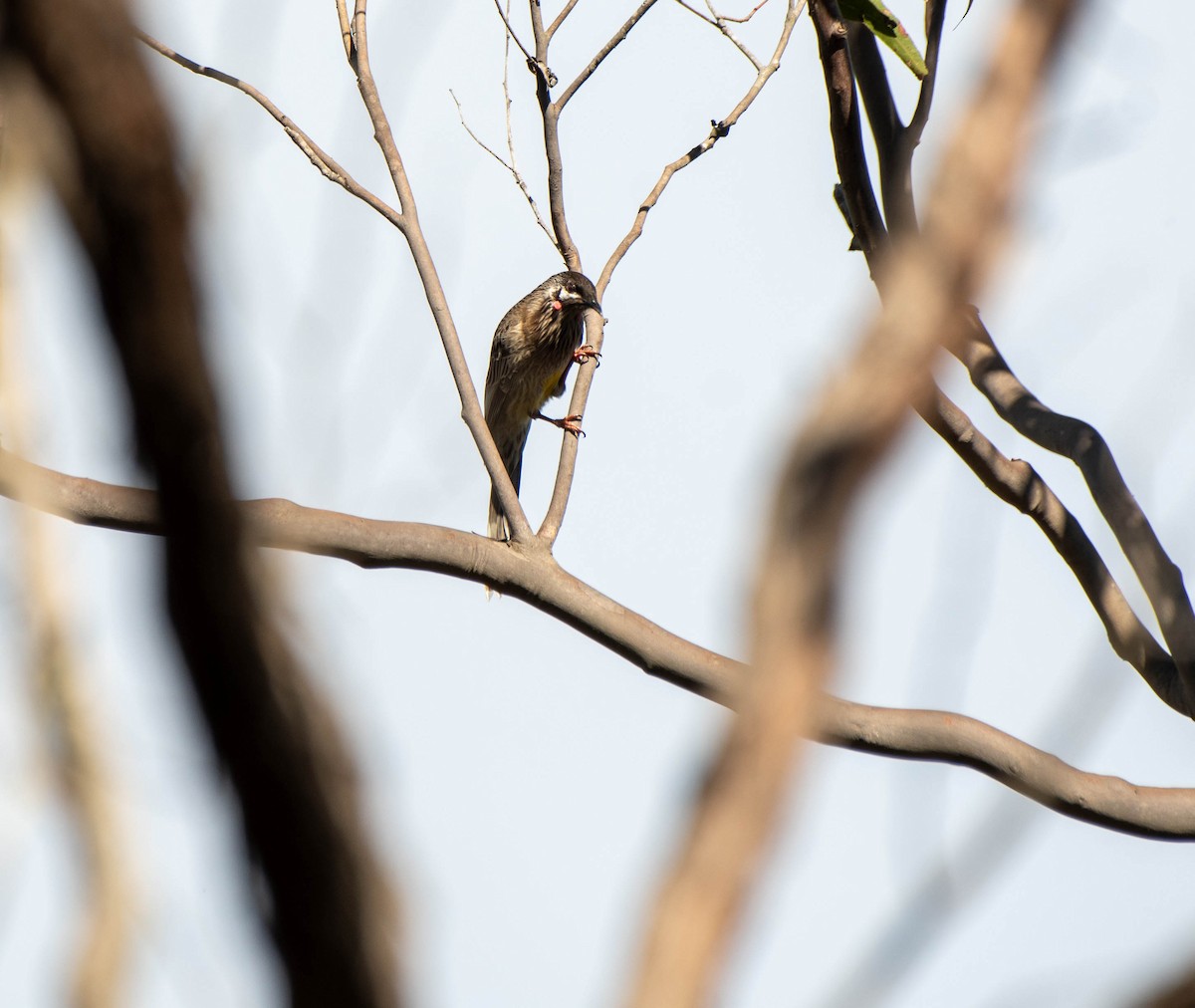 Red Wattlebird - ML620205857