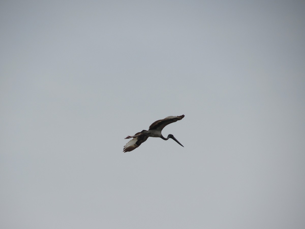 Black-necked Stork - ML620205858