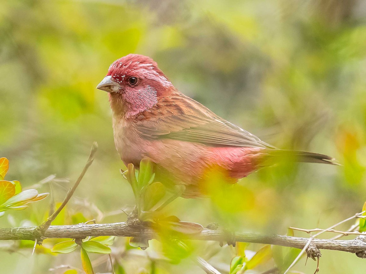 Pink-browed Rosefinch - ML620205860