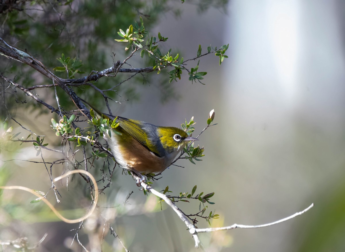 Silvereye - ML620205870