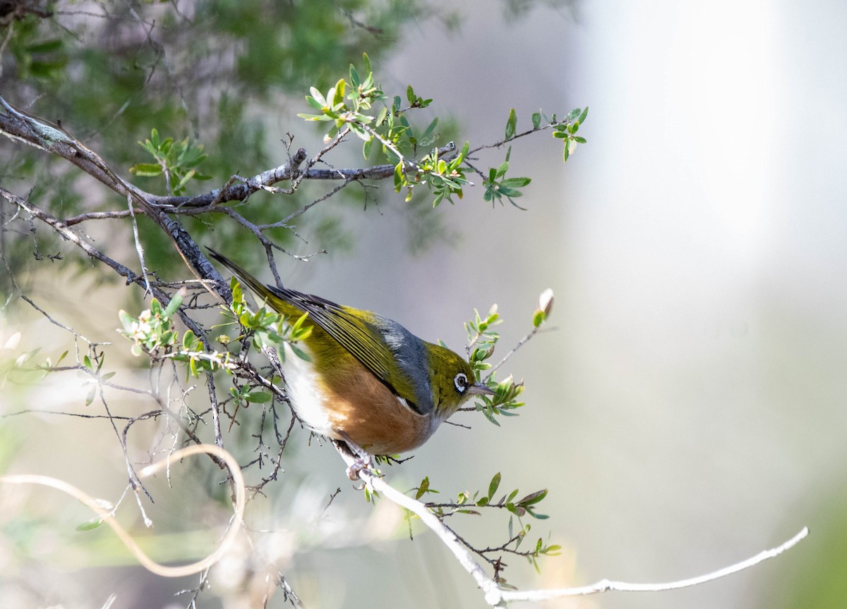 Silvereye - ML620205871