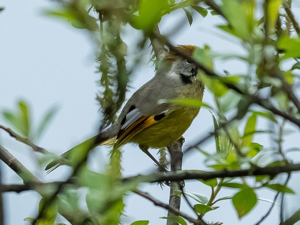 Chestnut-tailed Minla - ML620205872