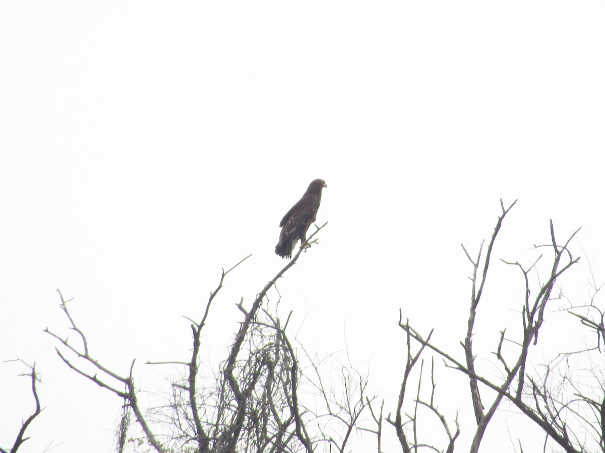 Greater Spotted Eagle - ML620205873