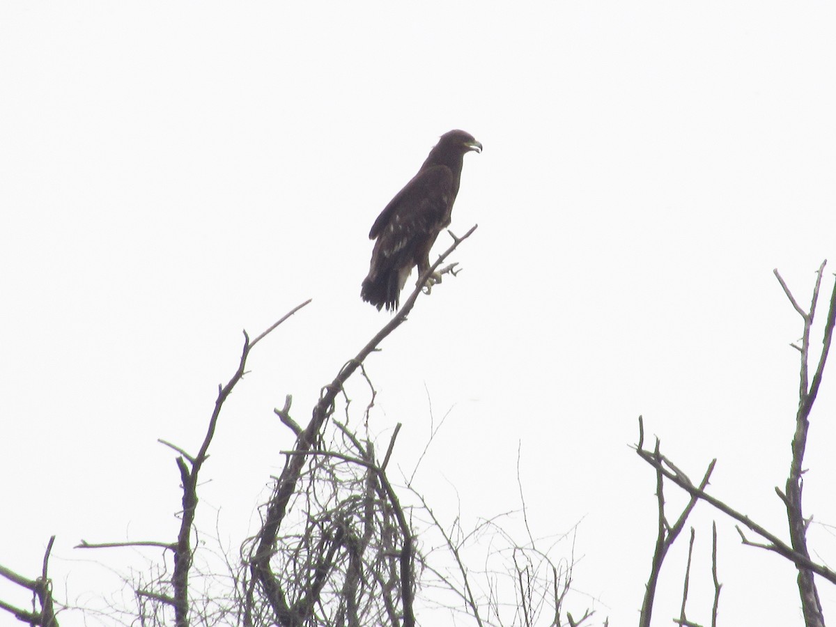 Greater Spotted Eagle - ML620205874