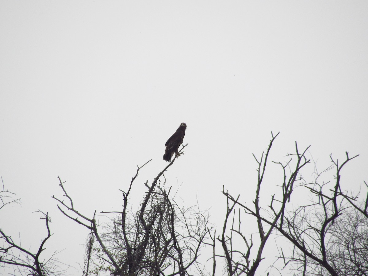 Greater Spotted Eagle - ML620205877