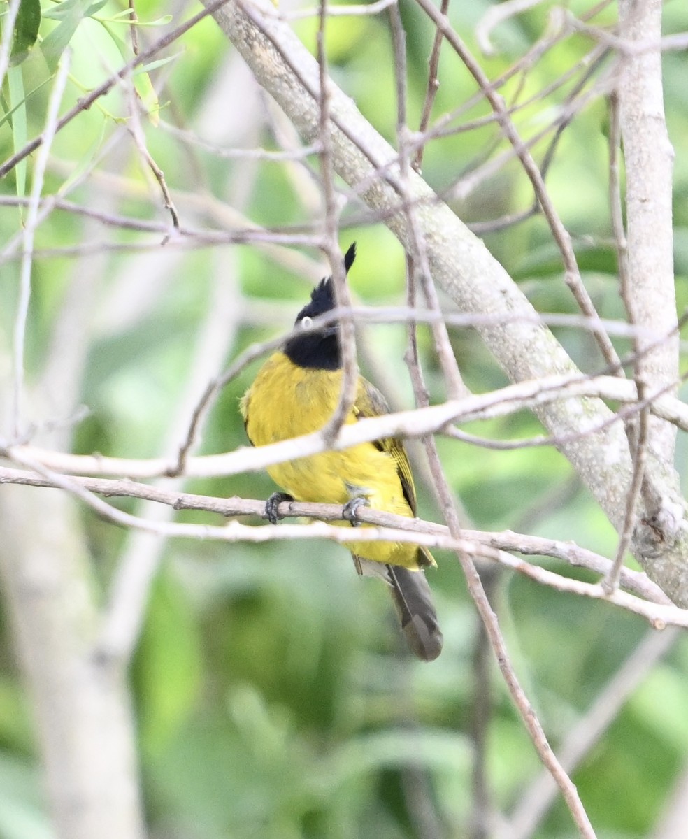 Bulbul à huppe noire - ML620205881